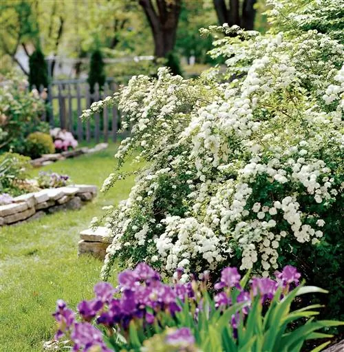 белая спирея Spiraea