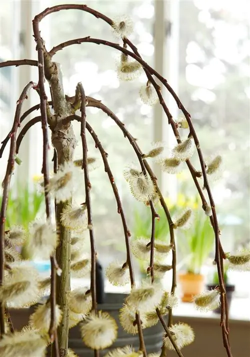 ветки американской вербы