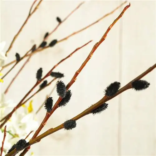 черные ветки вербы