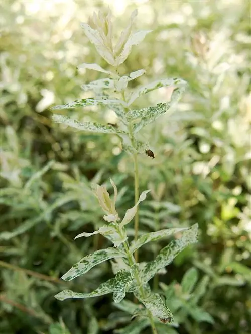 Пятнистая ива