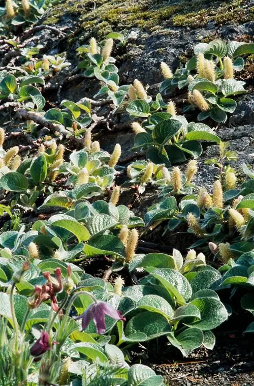 Почвопокровная ива ползучая японская