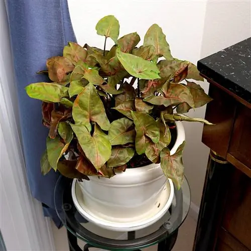 Стреловидная виноградная лоза Allusion Berry