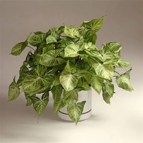 Syngonium podophyllum 'Arrow' стреловидная лиана