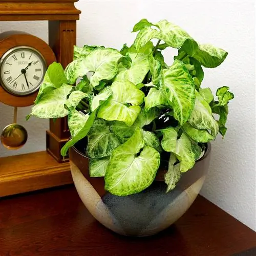 Стреловидная лиана 'Белая бабочка'