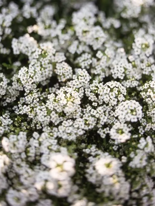 сладкий алиссум белые цветы