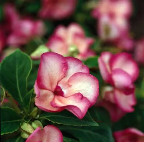 Impatiens Swirl Coral