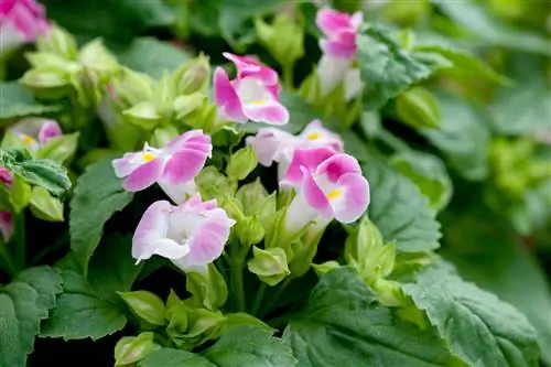 Цветок из поперечных рычагов 'Kauai Rose'