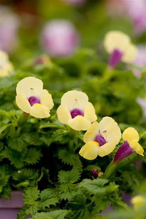 'Лунно-желтый' цветок из поперечных рычагов