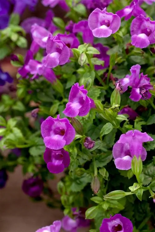 Summer Wave 'Large Amethyst' цветок из поперечных рычагов