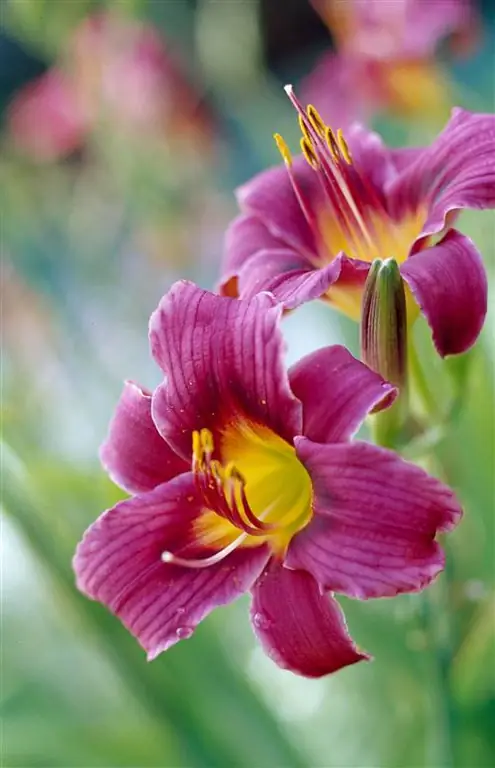 Лилейник Hemerocallis 'Little Grapette'