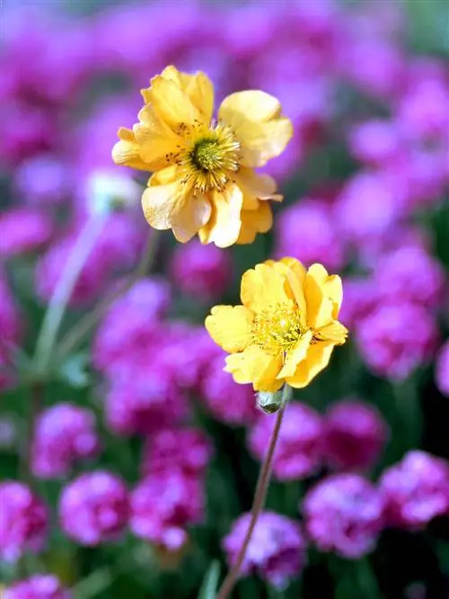 avens 'Lady Stratheden' травянистое растение с желтыми цветками