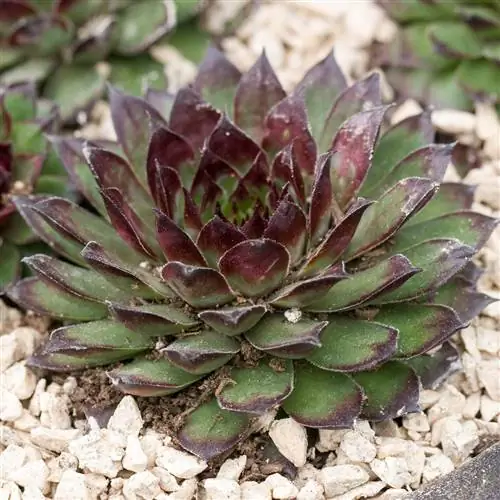 Цыплята кур Sempervivum Bronco