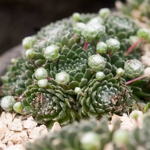 Кнопки паутины Sempervivum