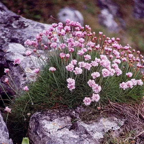 Армерия Бережливость