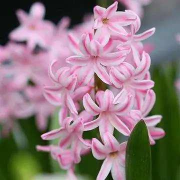 china_pink.rendition.largest-j.webp