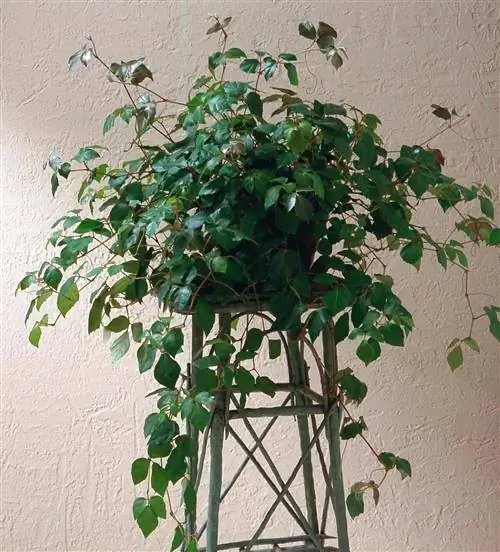 Виноградный плющ Cissus rhombifolia