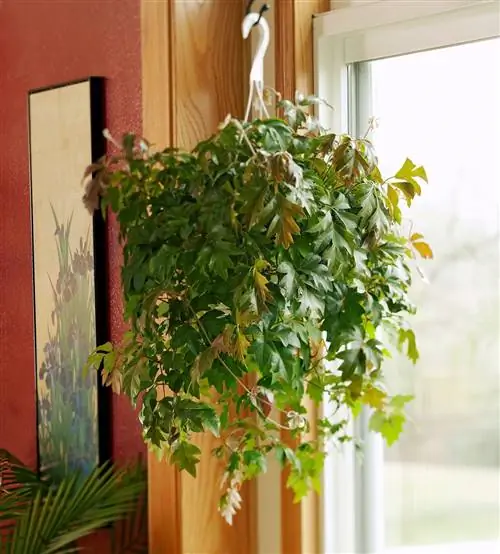 Плющ дуболистный Cissus rhombifolia 'Ellen Danica'