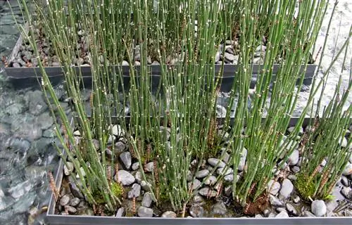 Equisetum fluviatile, также известный как водяной хвощ, трава-головоломка или змеиная трава в современных плантаторах.