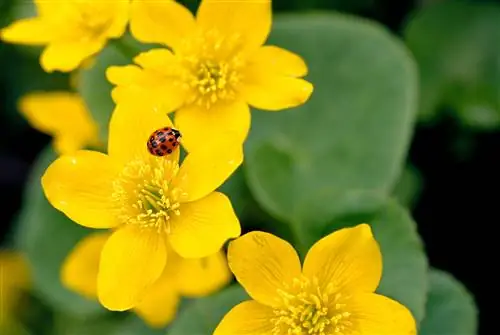 календула болотная желтая c altha palustris