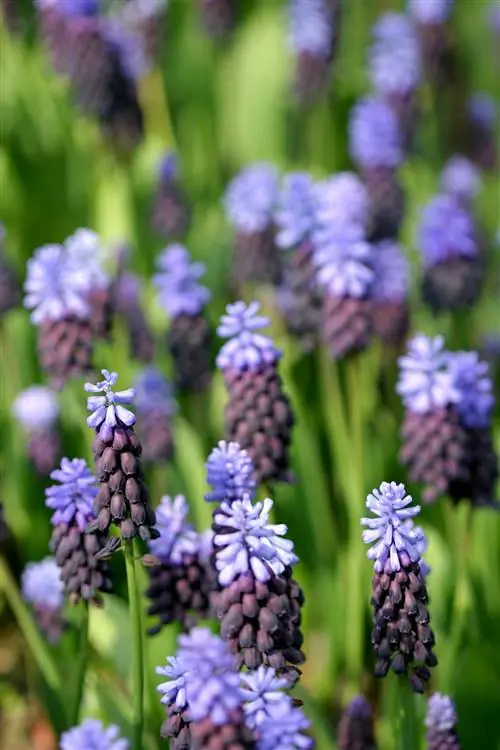 виноградный гиацинт Muscari latifolium