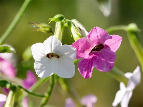 Цветущий табак Nicotiana mutabilis