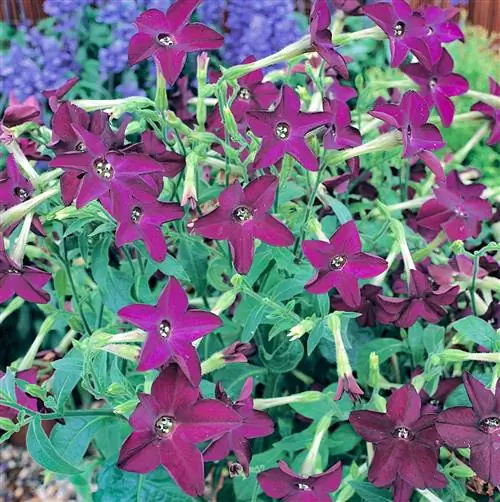 Цветущий табак 'Perfume Deep Purple'