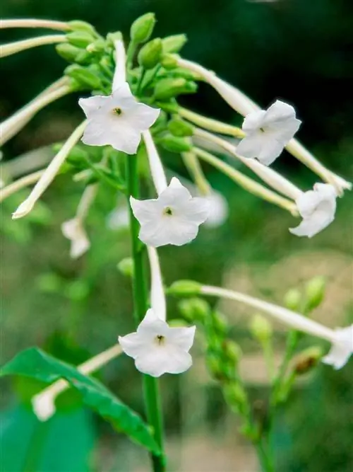 Цветущий табак Nicotiana sylvestris