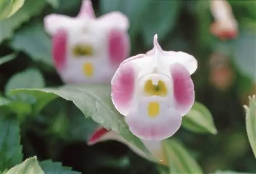 белые, розовые и желтые цветы Торении