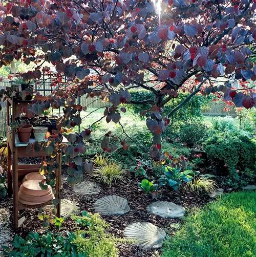 cercis canadensis redbud 'Forest Pansy' с красной листвой