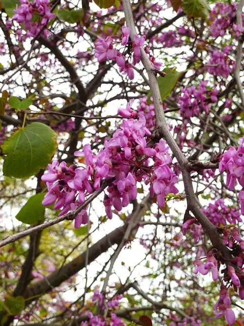 judas redbud дерево cercis siliquastrum с розовыми цветами
