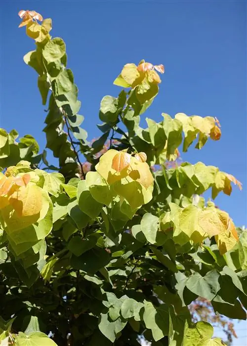 карликовое восходящее солнце cercis canadensis 'JN2' redbud деталь