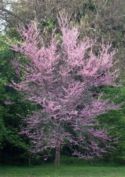 cercis occidentalis western redbud со светло-розовыми цветками