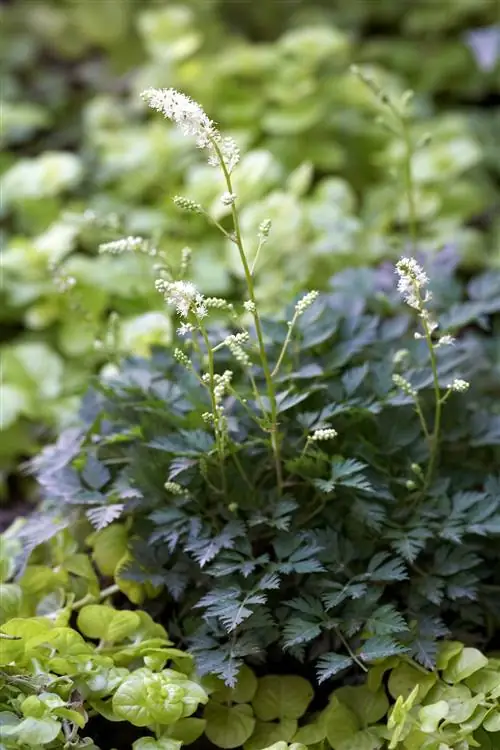Карликовое растение Goatsbeard Aruncus aethusifolius