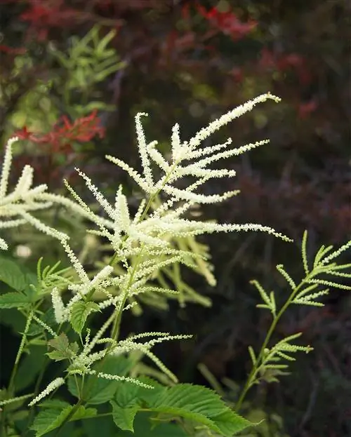 Kneifii козлобородый Aruncus dioicus