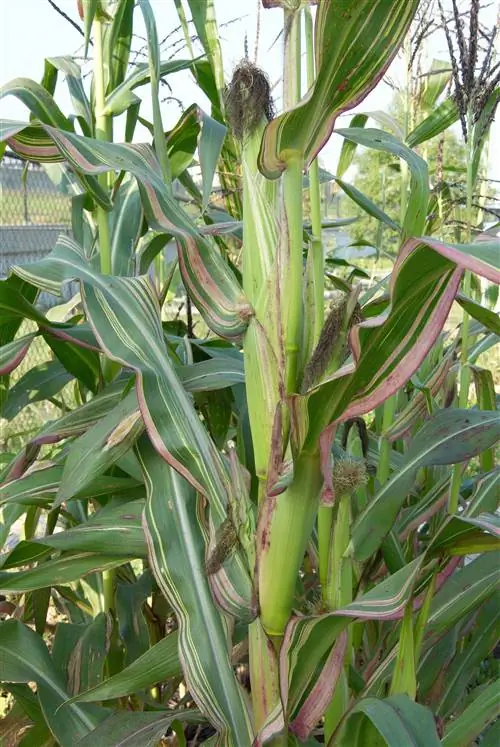 кукуруза
