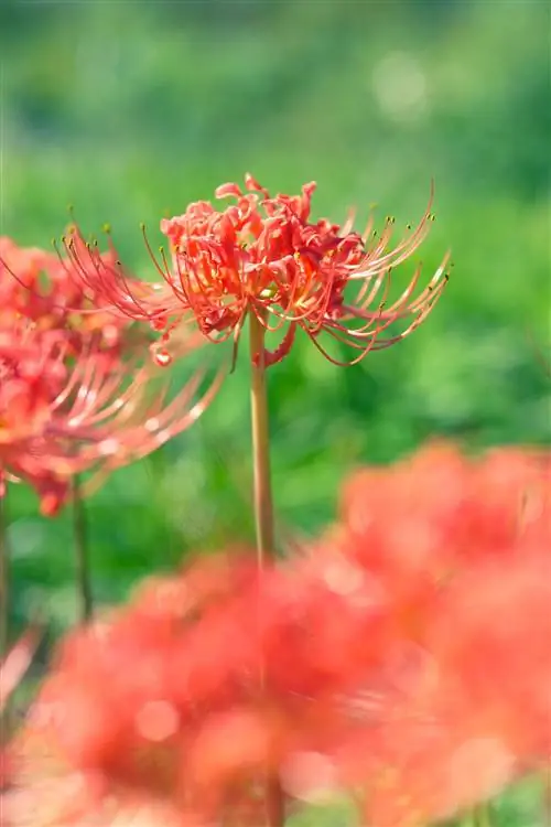 красная паучья лилия lycoris radiata