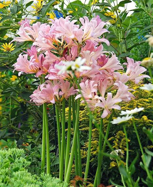 розовая паучья лилия голые дамы Lycoris squamigera