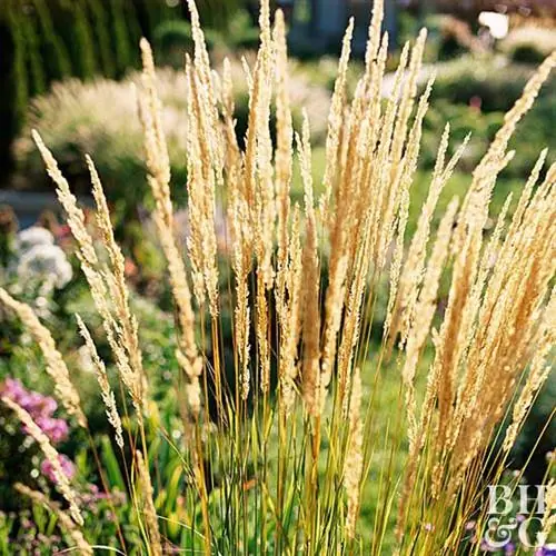 Как посадить и вырастить тростник ковыльный