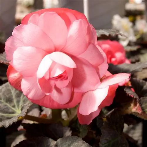 Нижняя юбка Begonia Nonstop Rose