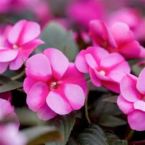 Райская лаванда на Fuchisa Impatiens