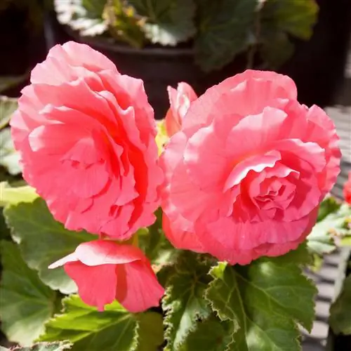 Бегония Nonstop Bright Rose