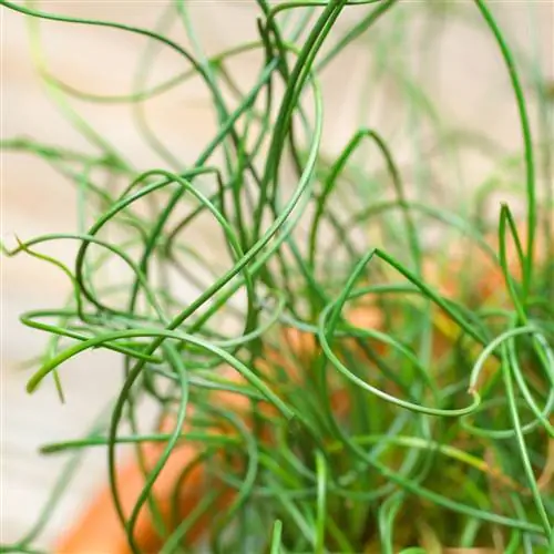 Juncus effusus 'Spiralis'