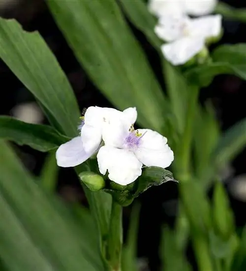 Паутинник 'Черничный лед'