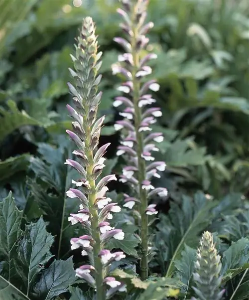 медвежьи бриджи