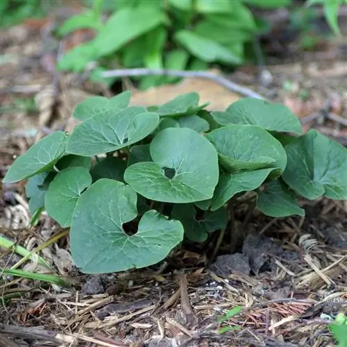 дикий имбирь многолетники тень широкий лист