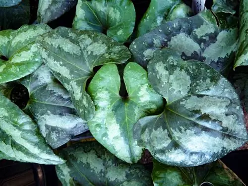 Китайский дикий имбирь