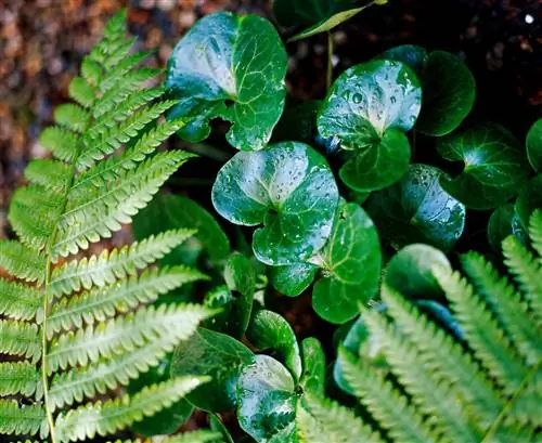 Европейский дикий имбирь