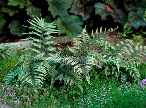 японский окрашенный папоротник athyrium nipponicum pictum