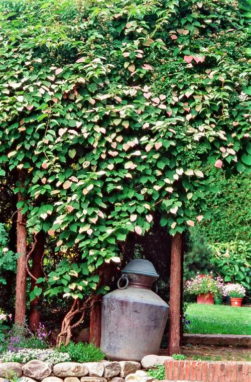 Пестрый киви