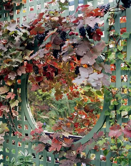 Виноград с фиолетовыми листьями